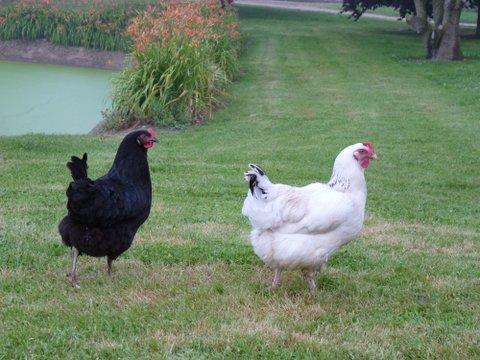 Le Cardonnet Bed & Breakfast Pont-Saint-Pierre Luaran gambar